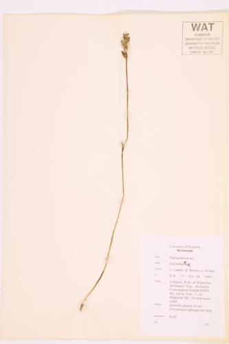 Orchid specimen