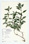 Wild Mint specimen