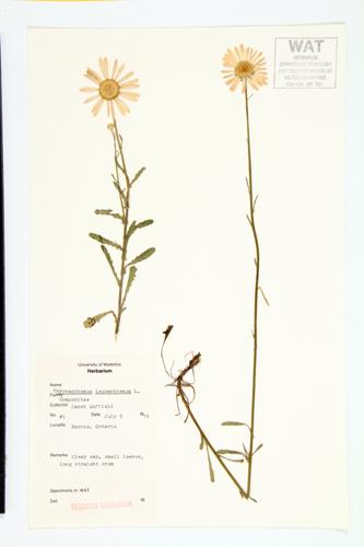 Ox-eye Daisy; Whiteweed specimen