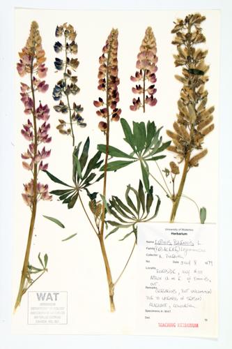 Sundial Lupine specimen