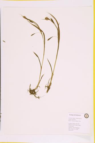 Rough Fescue; Hall's Fescue; Altai Fescue specimen