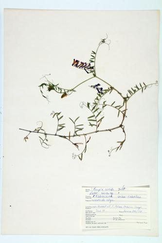 Purple Vetch specimen