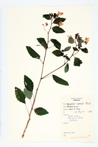 Spotted Touch-Me-Not; Spotted Jewel-weed; Jewelweed specimen