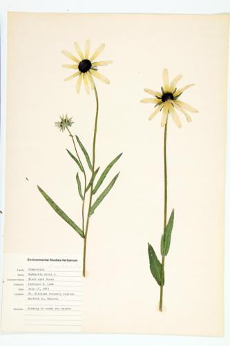 Black-eyed Susan; Yellow Daisy specimen