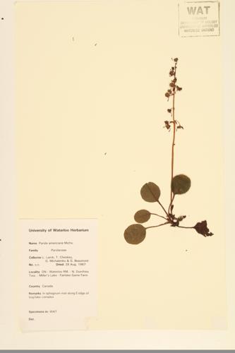 American Wintergreen; Round-leaved Pyrola specimen