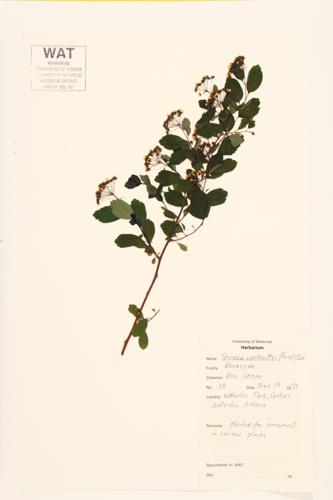 Vanhoutt's Spirea; Vanhoutt's Meadow-sweet specimen