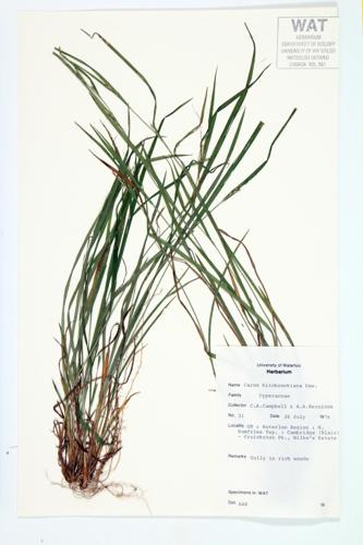 Hitchcock's Sedge; Hairy Gray Sedge specimen