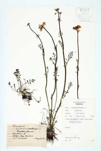 Cuckoo-flower; Lady's Smock specimen