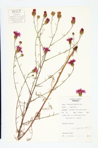 Spotted Knapweed specimen