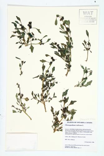 Red Goosefoot; Coast-blite-red Goosefoot specimen