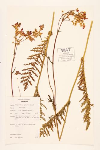 Dropwort; Common Queen-of-the-meadow specimen