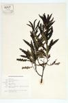 Sweetfern; Fern-gale specimen