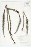 Common Mare's Tail; Mare's-tail specimen