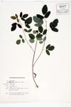 Violet Bush-clover; Violet Lespedeza specimen