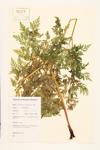 Eastern Hemlock Parsley; Hemlock-parsley; Chinese Hemlock-parsley  specimen