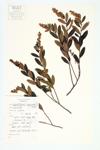 Leatherleaf; Calyxed Leatherleaf  specimen