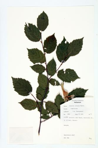 Beaked Hazel; Beaked Hazelnut specimen