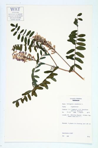 Canadian Milk-vetch specimen