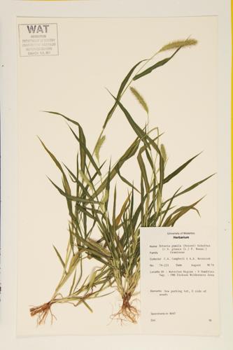 Yellow Foxtail specimen