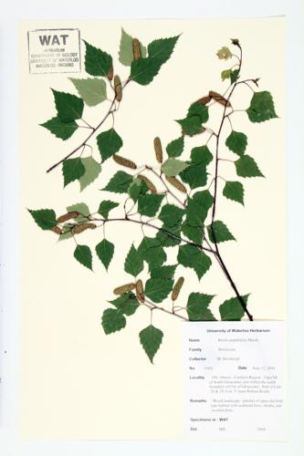 Gray Birch; Wire Birch specimen