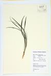 Wild Camass; Glaucous Anticlea; Mountain Deathcamas specimen