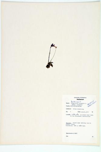 Common Butterwort specimen