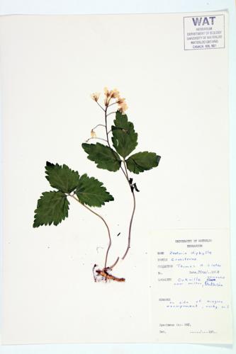 Broad-leaved Toothwort; Two-leaved Toothwort specimen