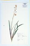 White Camass; Glaucous Anticlea  specimen