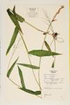 Deer-tongue Panicgras; Broadleaf Rosette Grass specimen