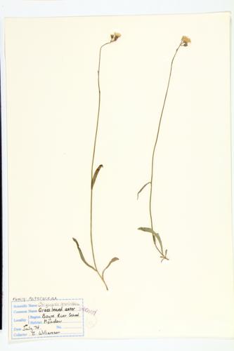 Grass leaved Aster specimen