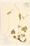 Two-leaved Bishop's Cap; Coolwort Mitrewort  specimen