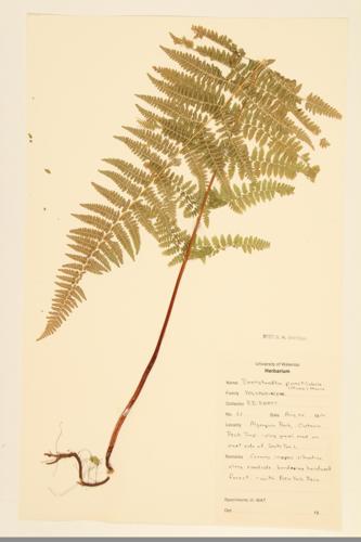 Hay-scented Fern; Eastern Hay-scented Fern specimen