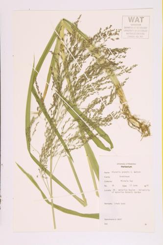 Tall Mannagrass; American Mannagrass specimen