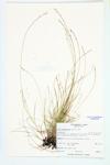 Brownish Sedge; Green Bog Sedge specimen