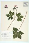 Spotted Geranium; Spotted Crane's-bill; Wild Geranium specimen