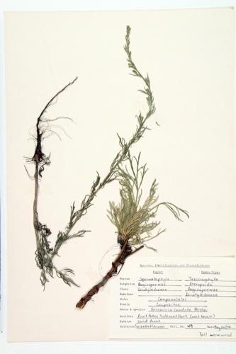 Tall Wormwood; Wild Wormwood specimen