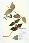 European Swallow-wort; Swallow-wort specimen