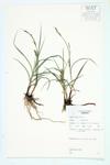 Hammer Sedge; Rough Sedge  specimen