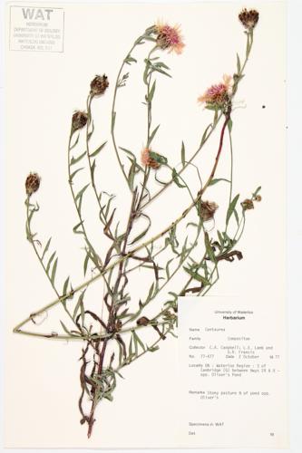 Knapweed specimen