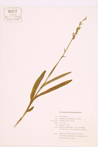 Northern Green Orchid; Tall Leafy Green Orchis specimen