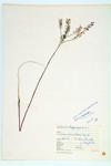 Common Pepper-grass; Wild Tongue specimen