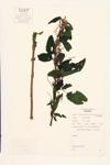 Stinging Nettle; American Stinging Nettle  specimen