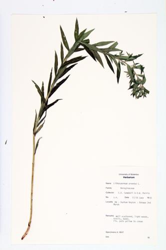 Common Field Gromwell; Corn-gromwell; Bastard Alkanet specimen