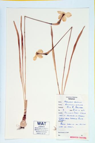 Poet's Narcissus; Poet's Daffodil; Nargis; Pheasant's Eye; Findern Flower; Pinkster Lily specimen