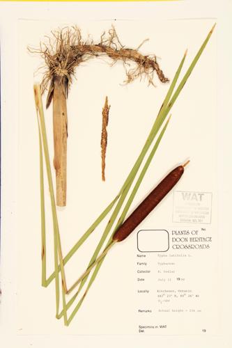 Broad Leaved Cat-tail; Common Cattail  specimen