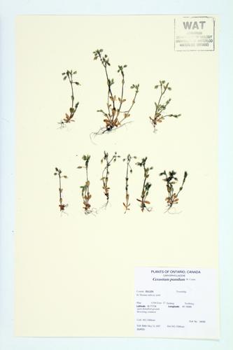 Curtis' Mouse-ear Chickweed; Dwarf Chickweed specimen