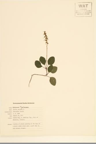 One-sided Wintergreen; One-sided Pyrola specimen