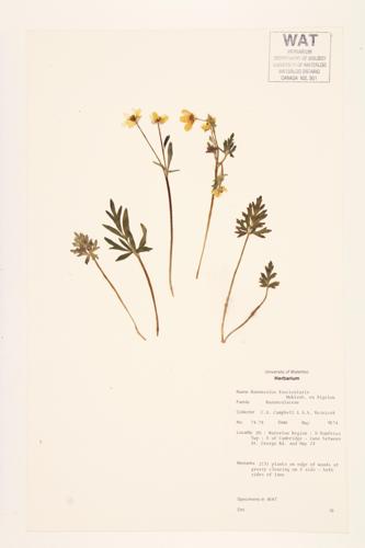 Early Buttercup; Tufted Buttercup specimen