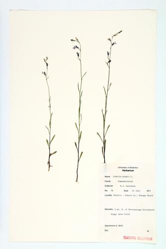 Brook Lobelia; Kalm's Lobelia specimen