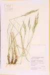 Upright Brome; Meadow Brome  specimen